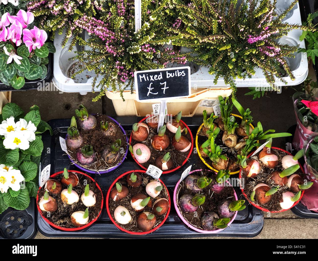 Sprouting Spring shoots of Tulip, Hyacinth and Narcissus Daffodil mixed bulbs in pots for sale at florist Stock Photo