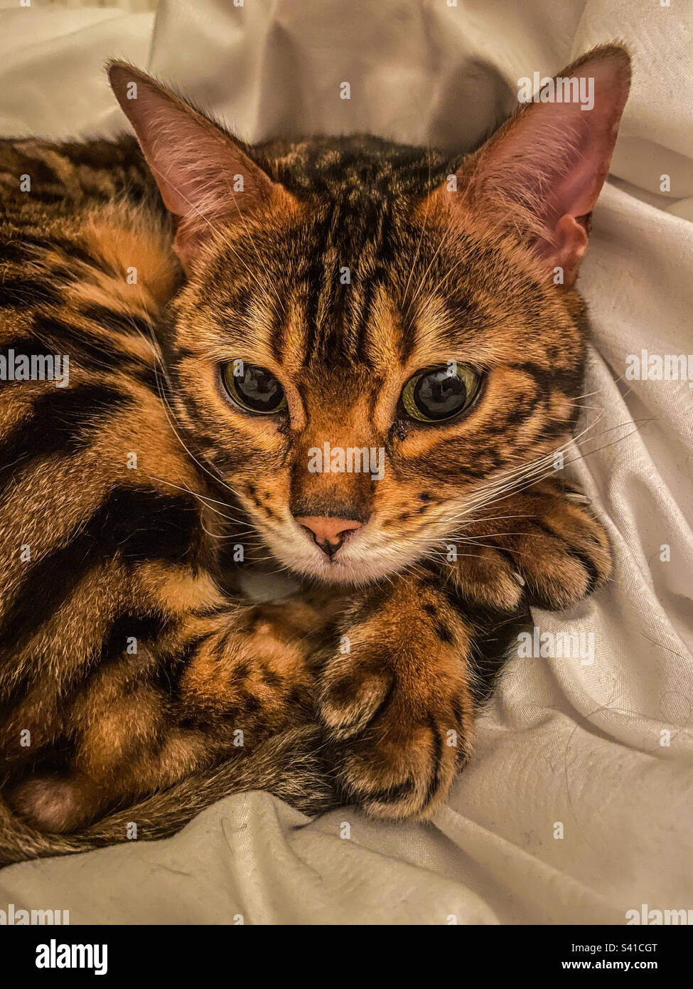 Bengal pet cat Stock Photo