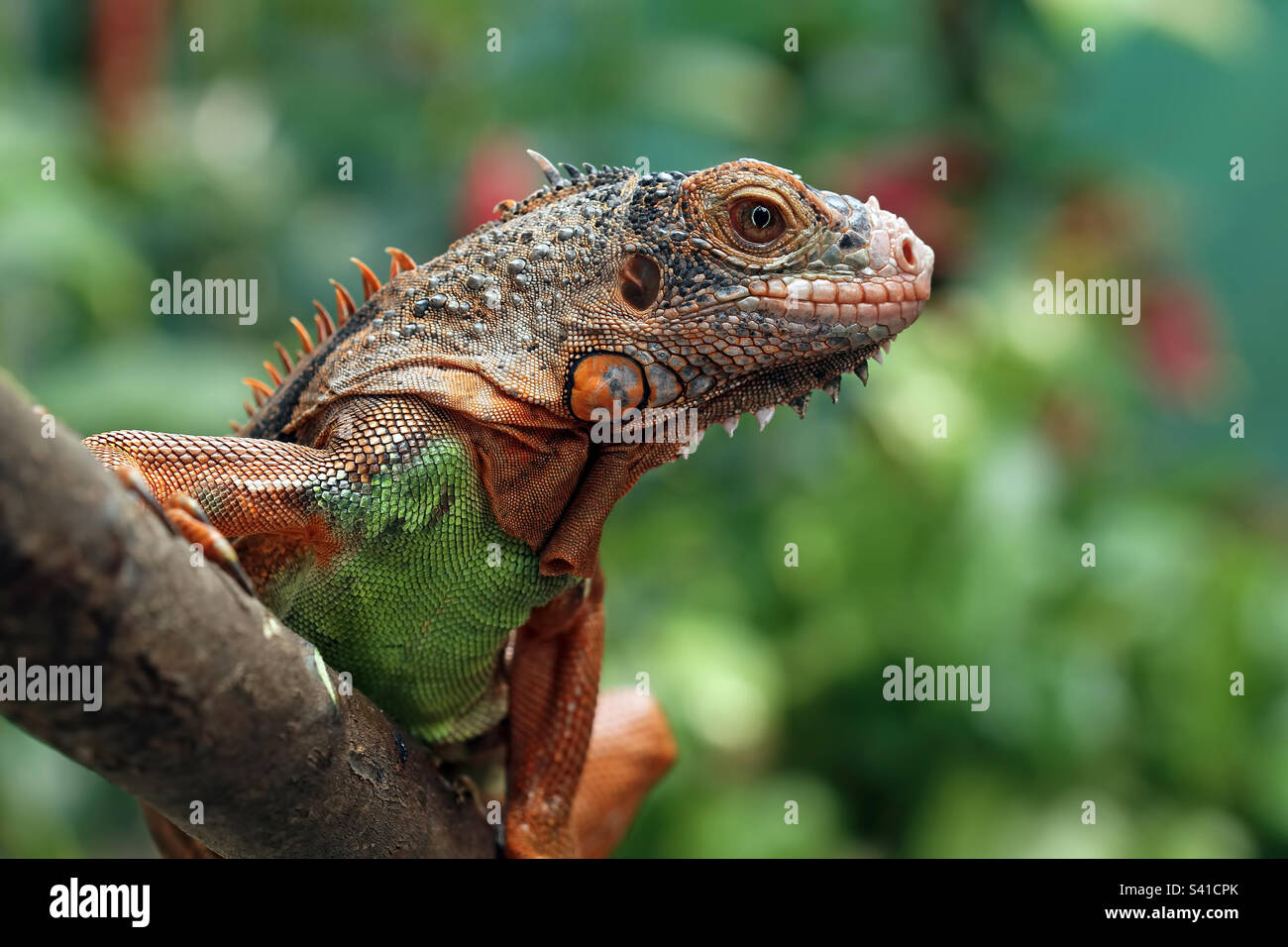 A Beautiful Red Iguana CloseUp Stock Photo