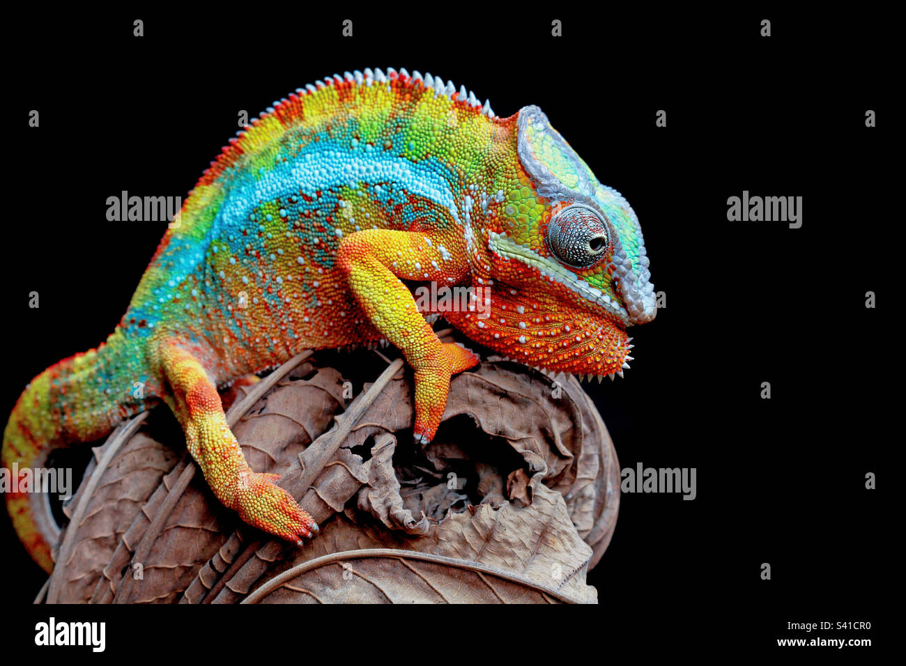 the beauty of the color of a chameleon on a dry leaf Stock Photo - Alamy