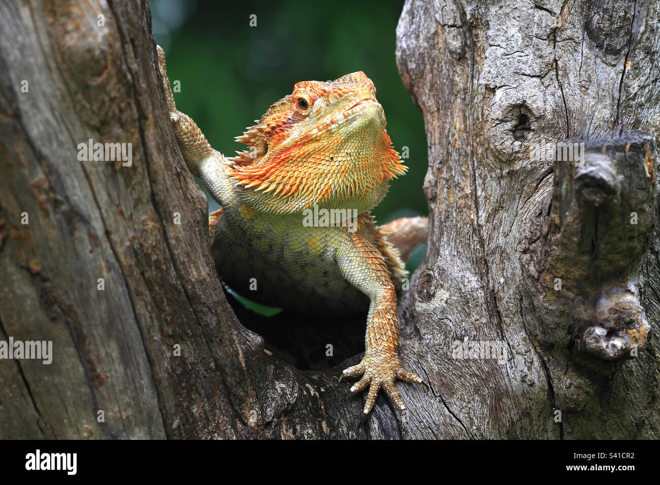 The Beautiful CloseUP Pogona Reptile on a Tree Stock Photo
