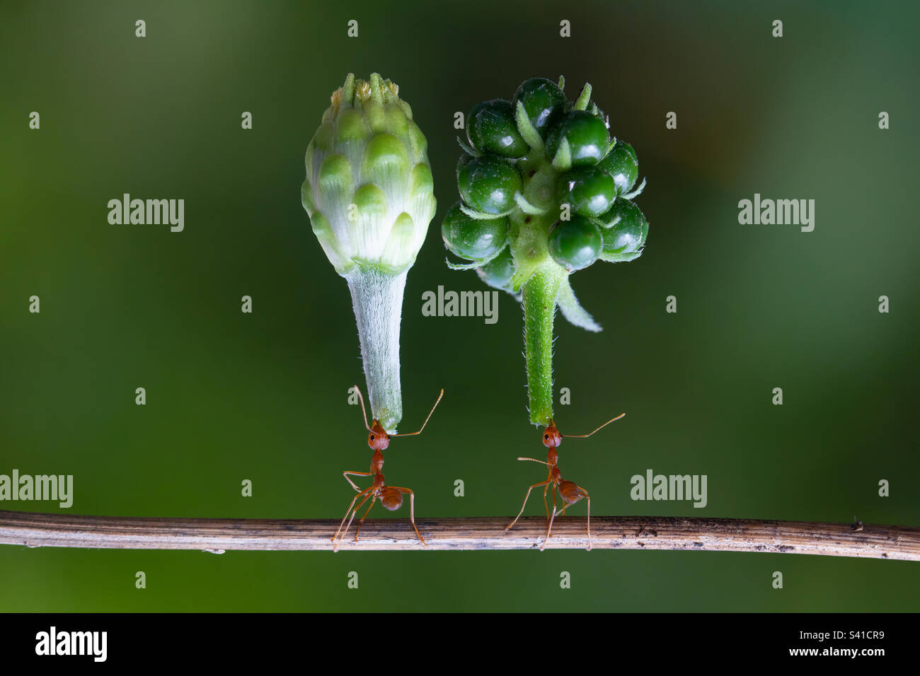 Amazing two ants carrying their food Stock Photo Alamy