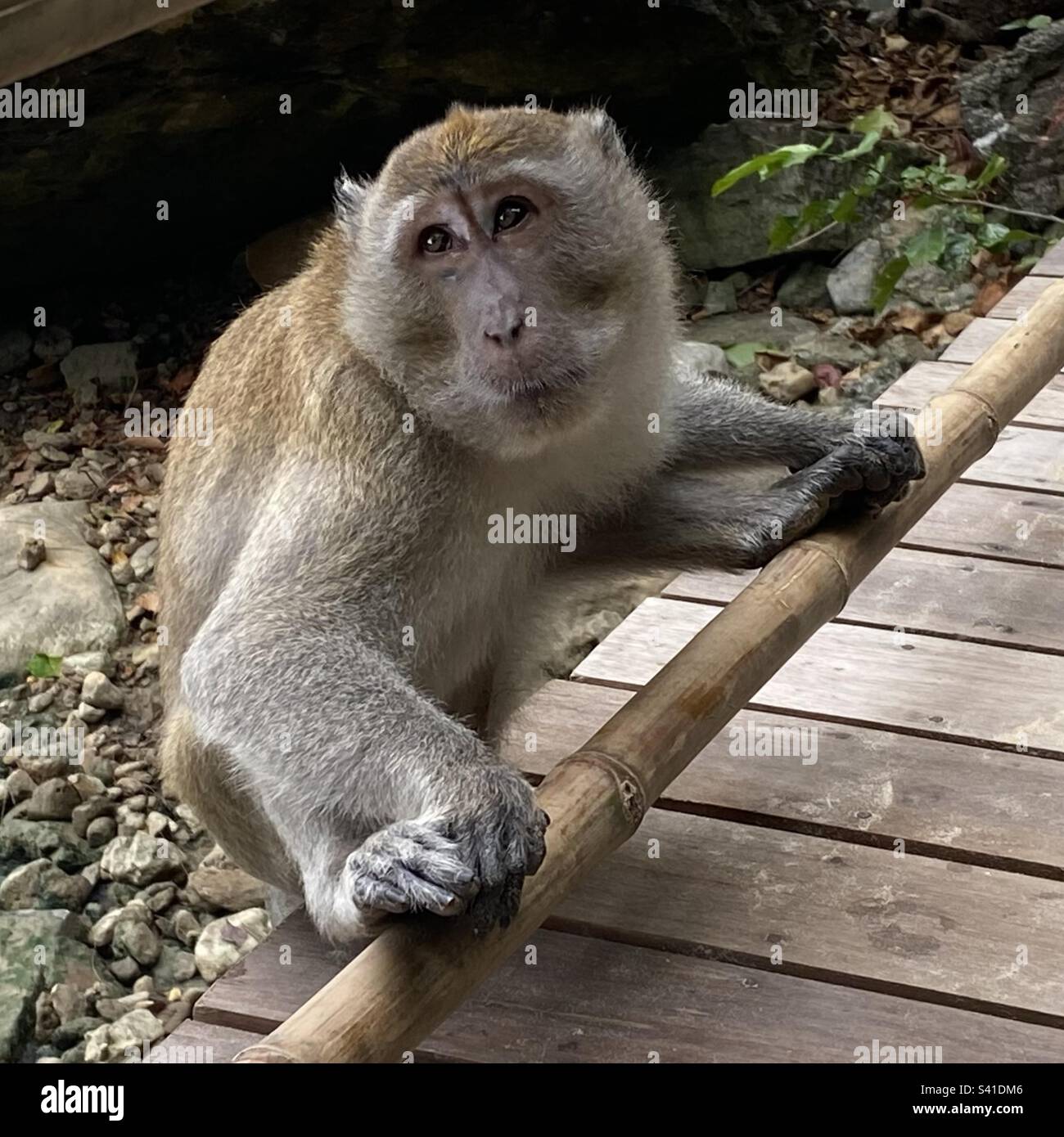 A macaque monkey in Ao Nang, Krabi, Thailand Stock Photo