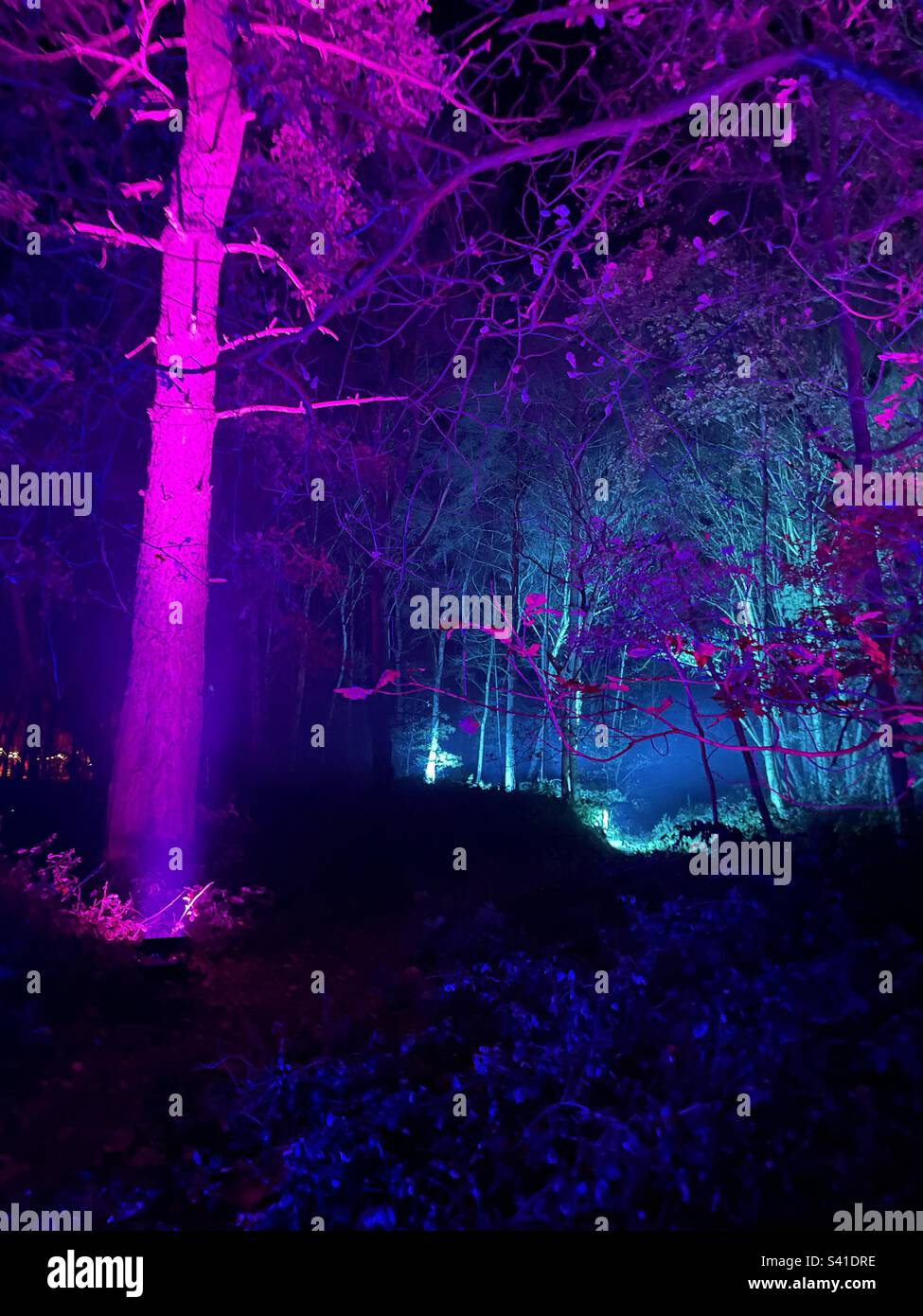 Light Trail at Windsor Great Park Illuminated Stock Photo Alamy