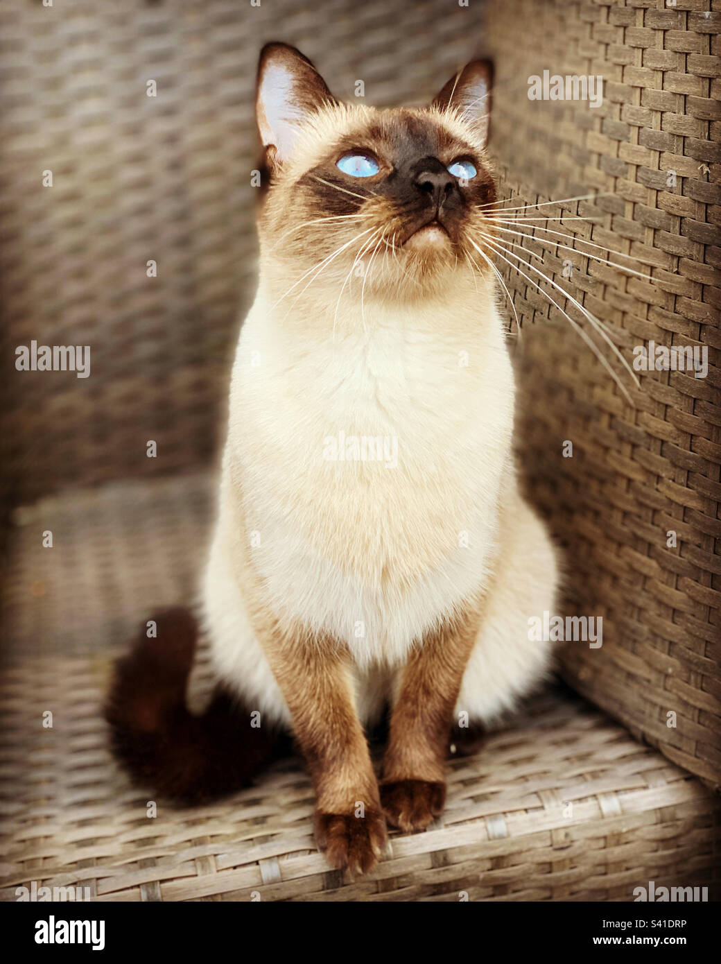 Siamese cat with blue eyes, looking up, dreaming Stock Photo Alamy