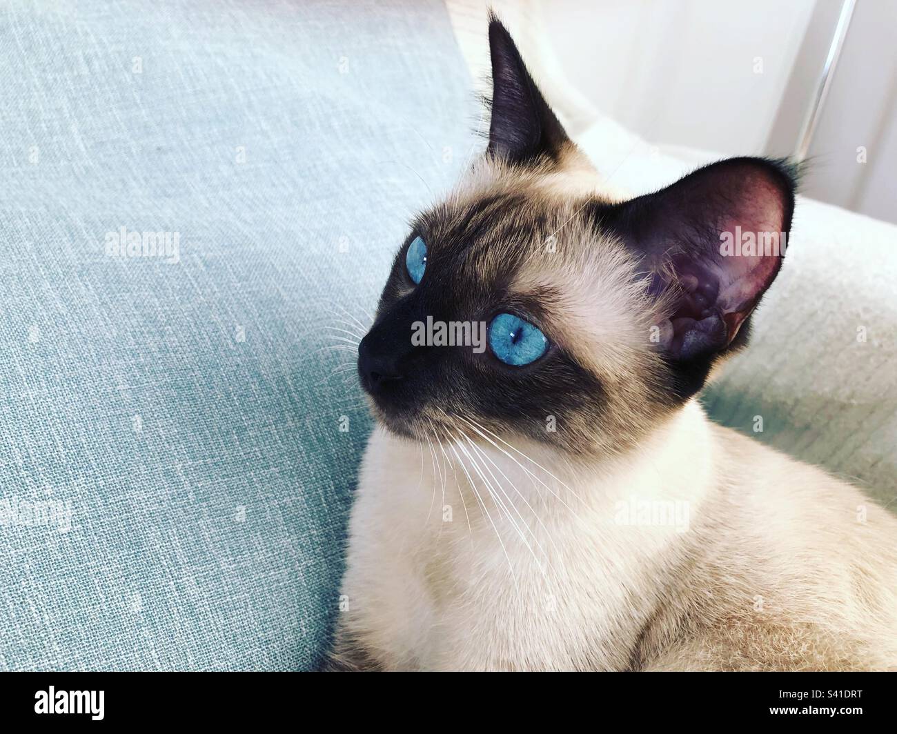 Cute Siamese cat with blue eyes Stock Photo Alamy