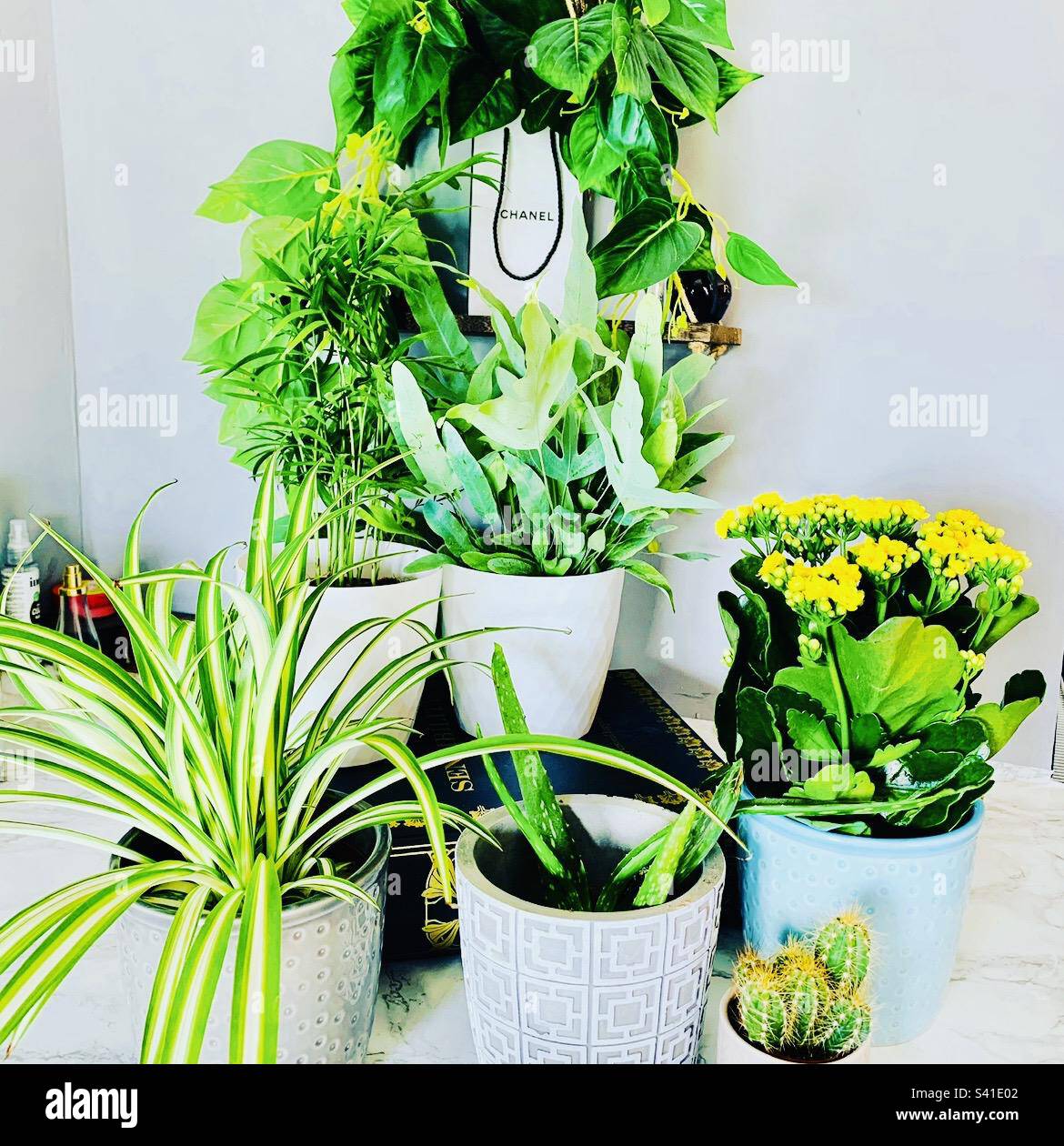 House plants hi-res stock photography and images - Alamy