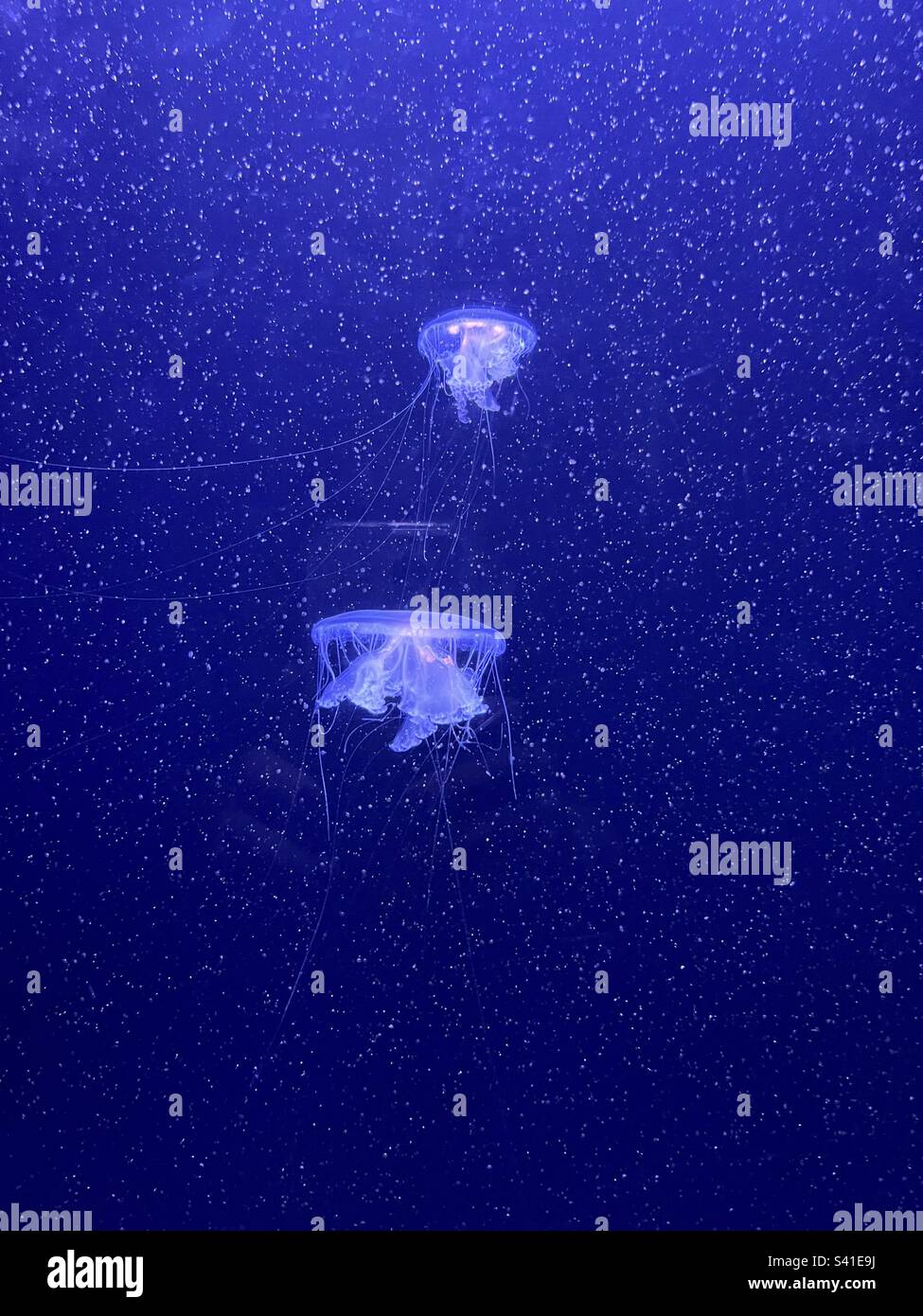 Jellyfish at the Mystic Aquarium in Connecticut on December 31, 2022. - Smartphone Captured Stock Image