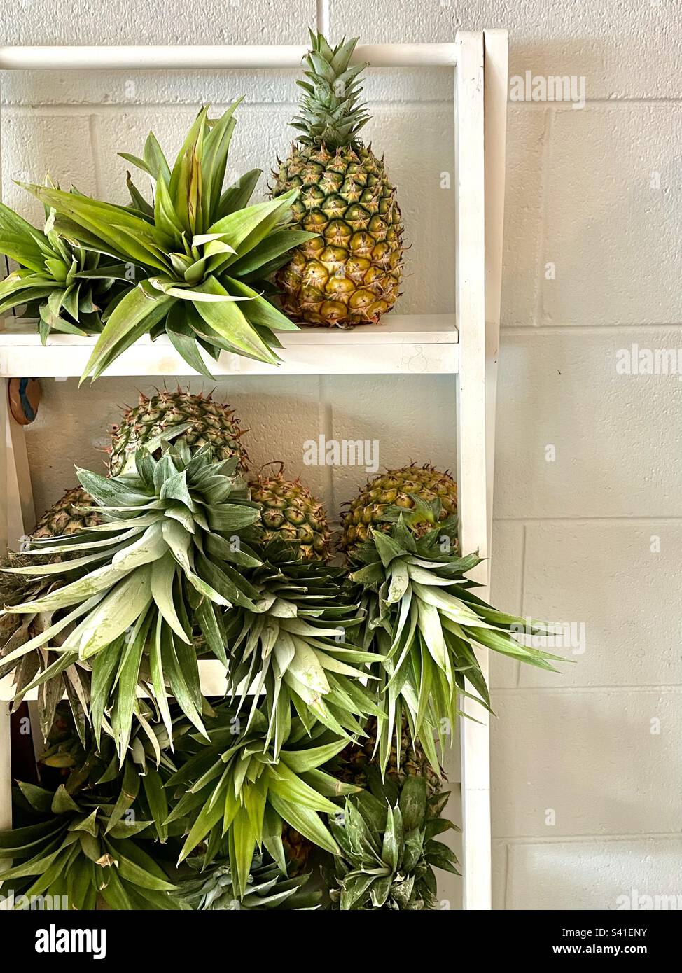 Shelf pineapples hires stock photography and images Alamy