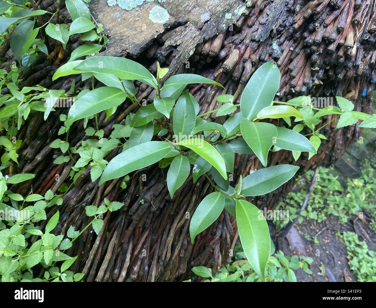 Green leaves grow in root of coconut tree Stock Photo Alamy