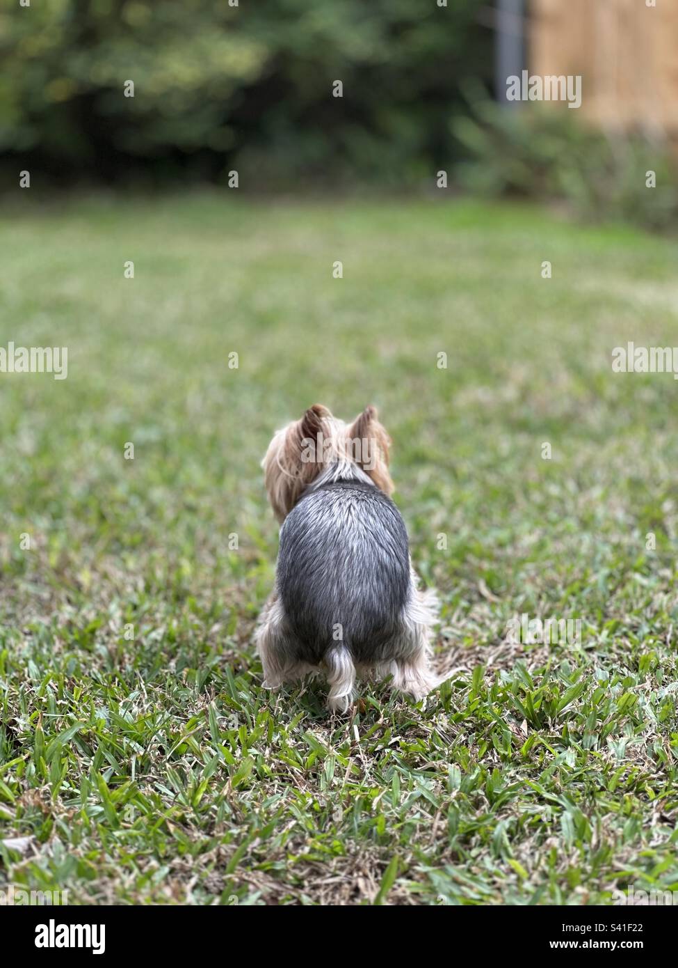 Yorkie Poop Pose in Yard Stock Photo Alamy