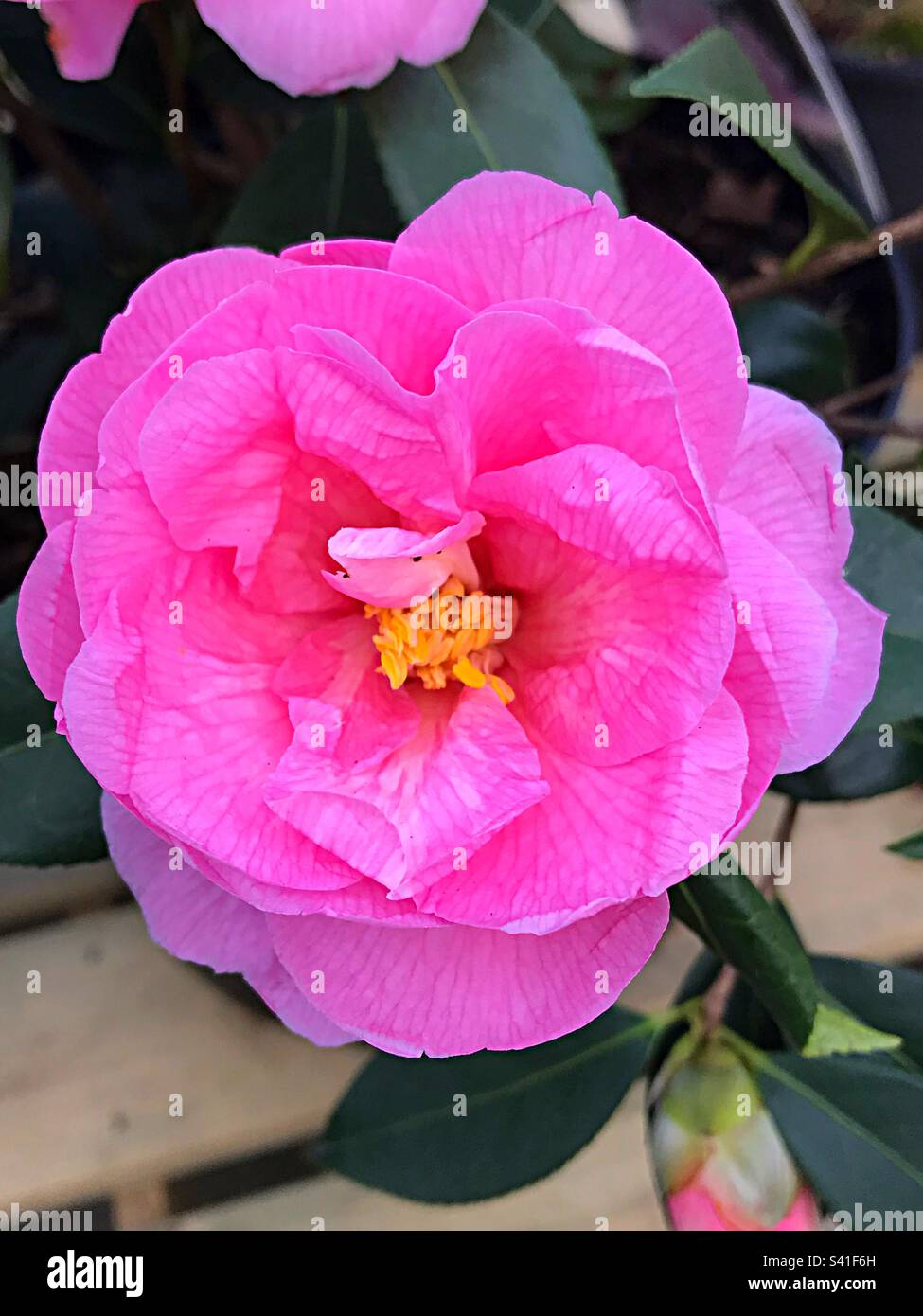 Regarded as one of the finest hybrid camellias, award-winning Camellia Donation' features large, semi-double, orchid-pink flowers. Stock Photo