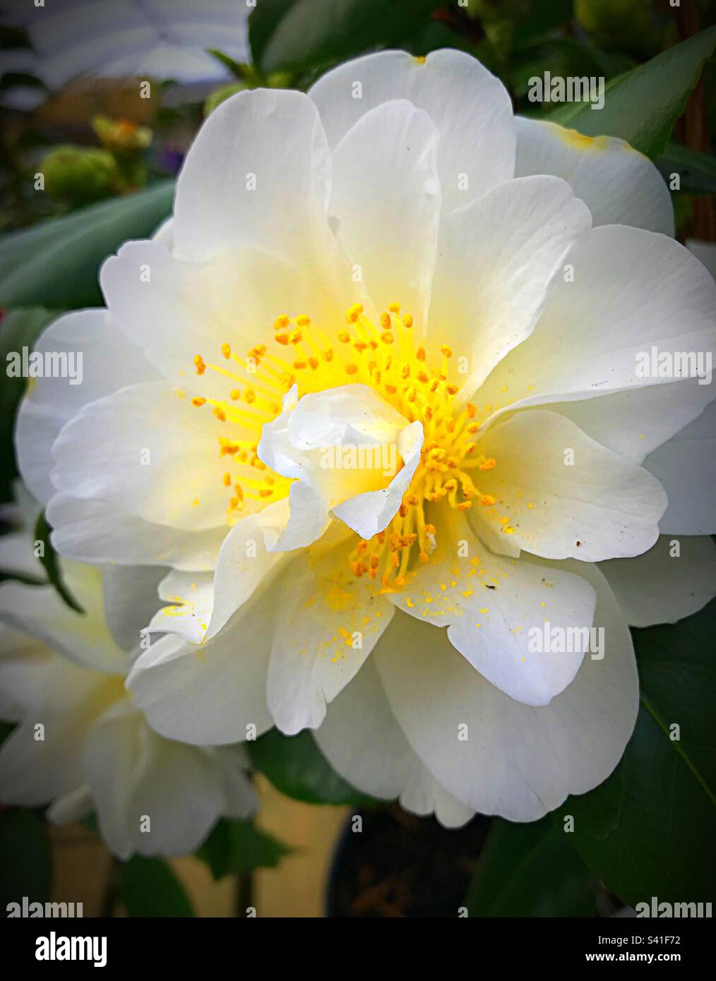 This semi double white peony formed flowers are studded in the centre with golden anthers. Camellia Silver Anniversary has glossy deep green foliage. A lovely anniversary present to celebrate 25 years Stock Photo