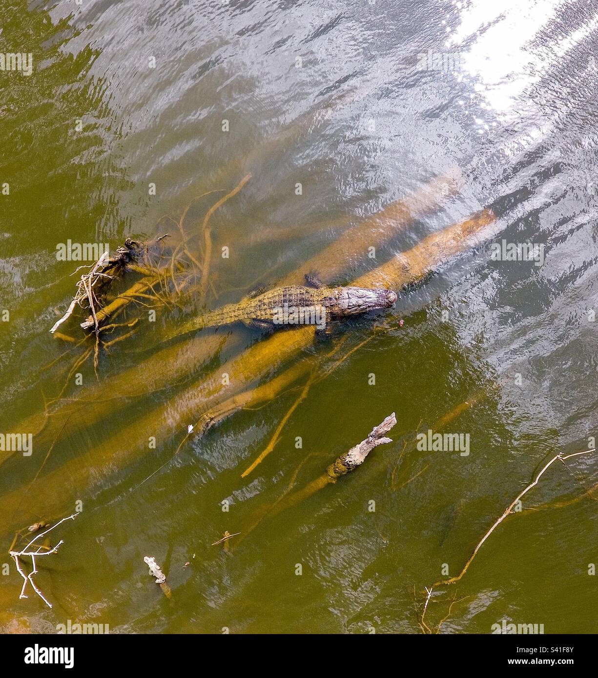 American Alligator - Smartphone Captured Stock Image