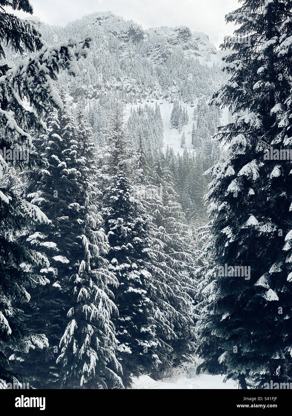 Beautiful winter wonderland with evergreen trees under snow Stock Photo