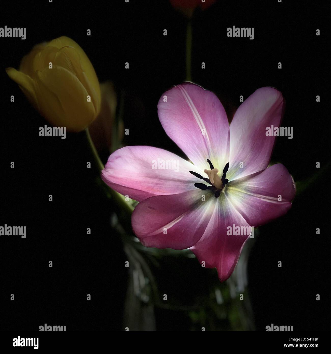 Portrait, stage lighting, tulip bouquet, fully open, pink tulip petals, ready to fall apart, yellow tulip bud, clear glass vase, standout against black background, romance, love, anticipate spring Stock Photo