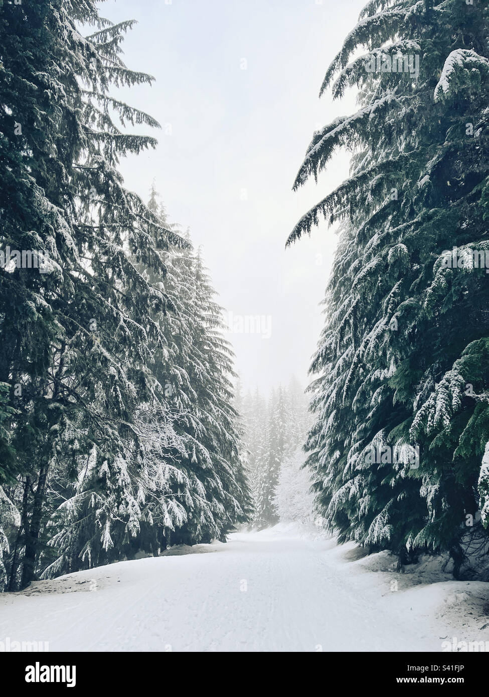 Road in winter wonderland Stock Photo Alamy