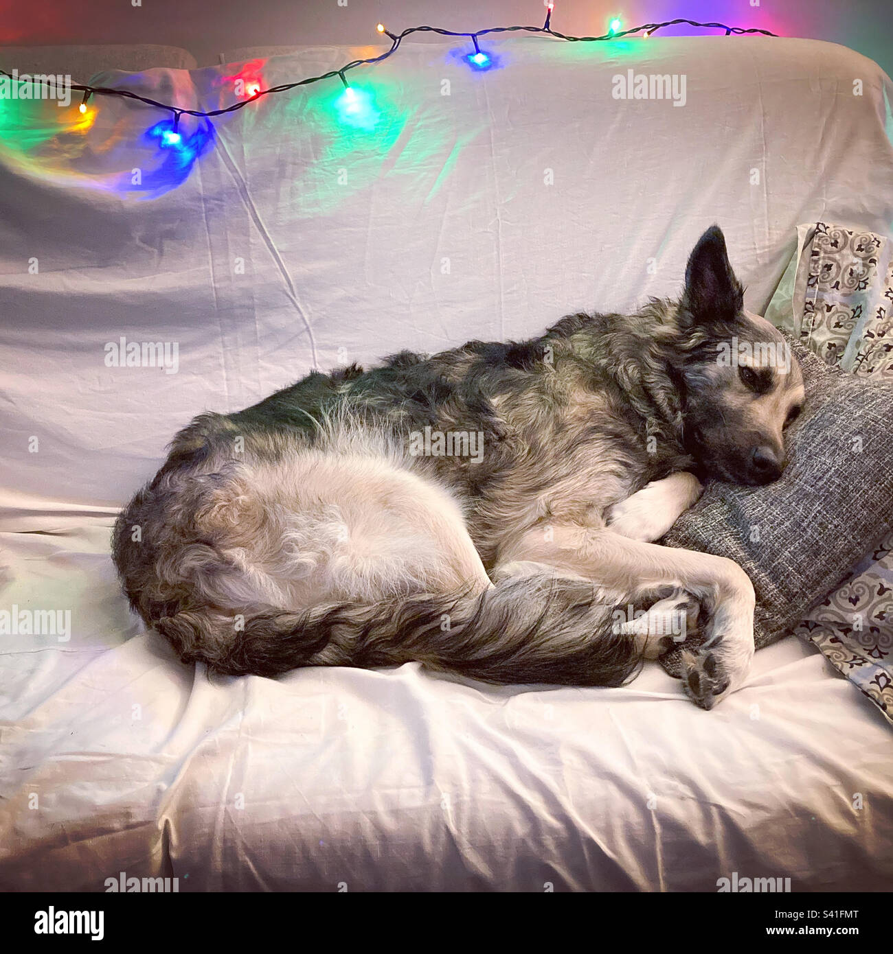 Dog sleeping on a couch Stock Photo Alamy