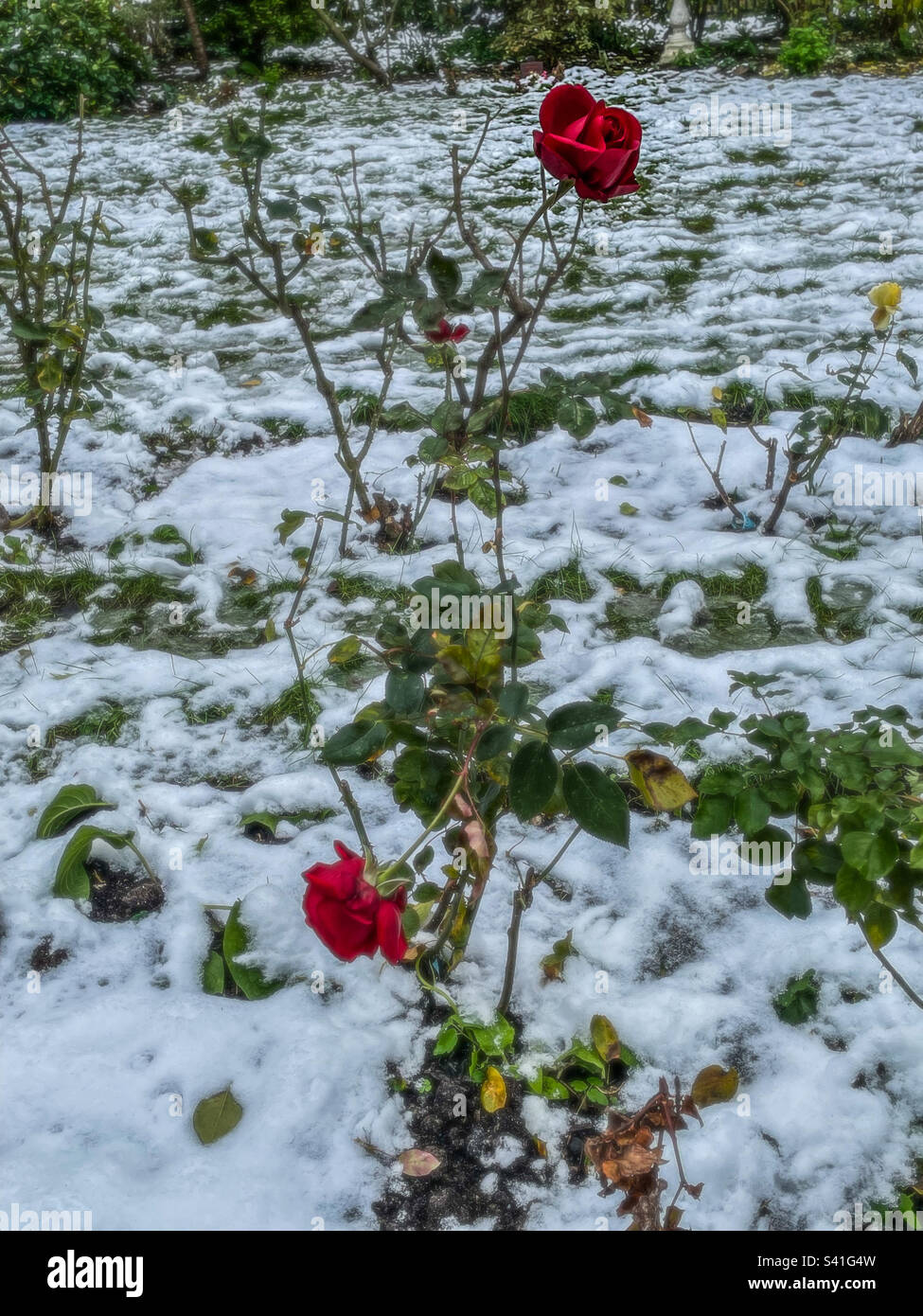 Roses in a snow covered garden Stock Photo
