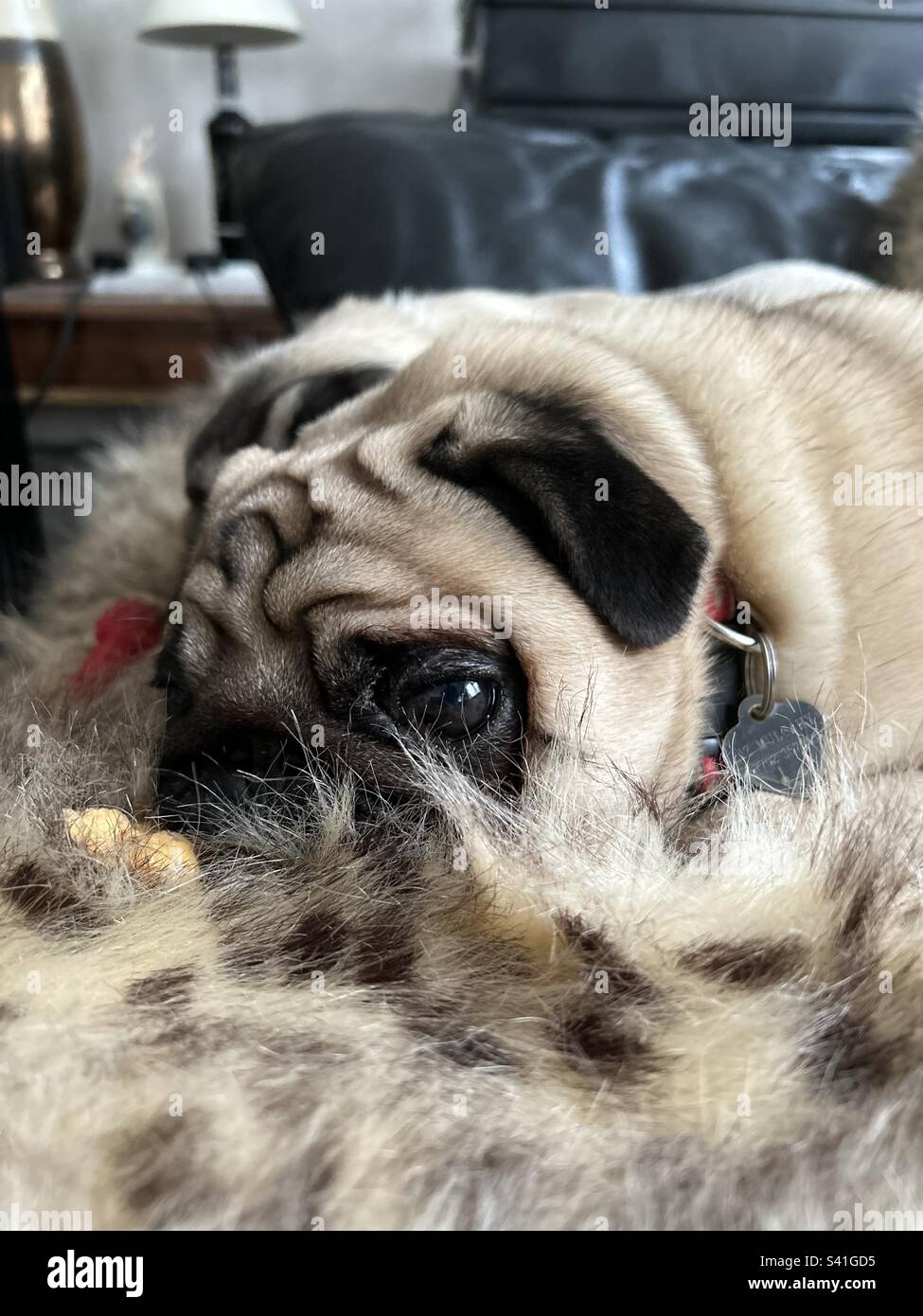 Male fawn pug Stock Photo Alamy