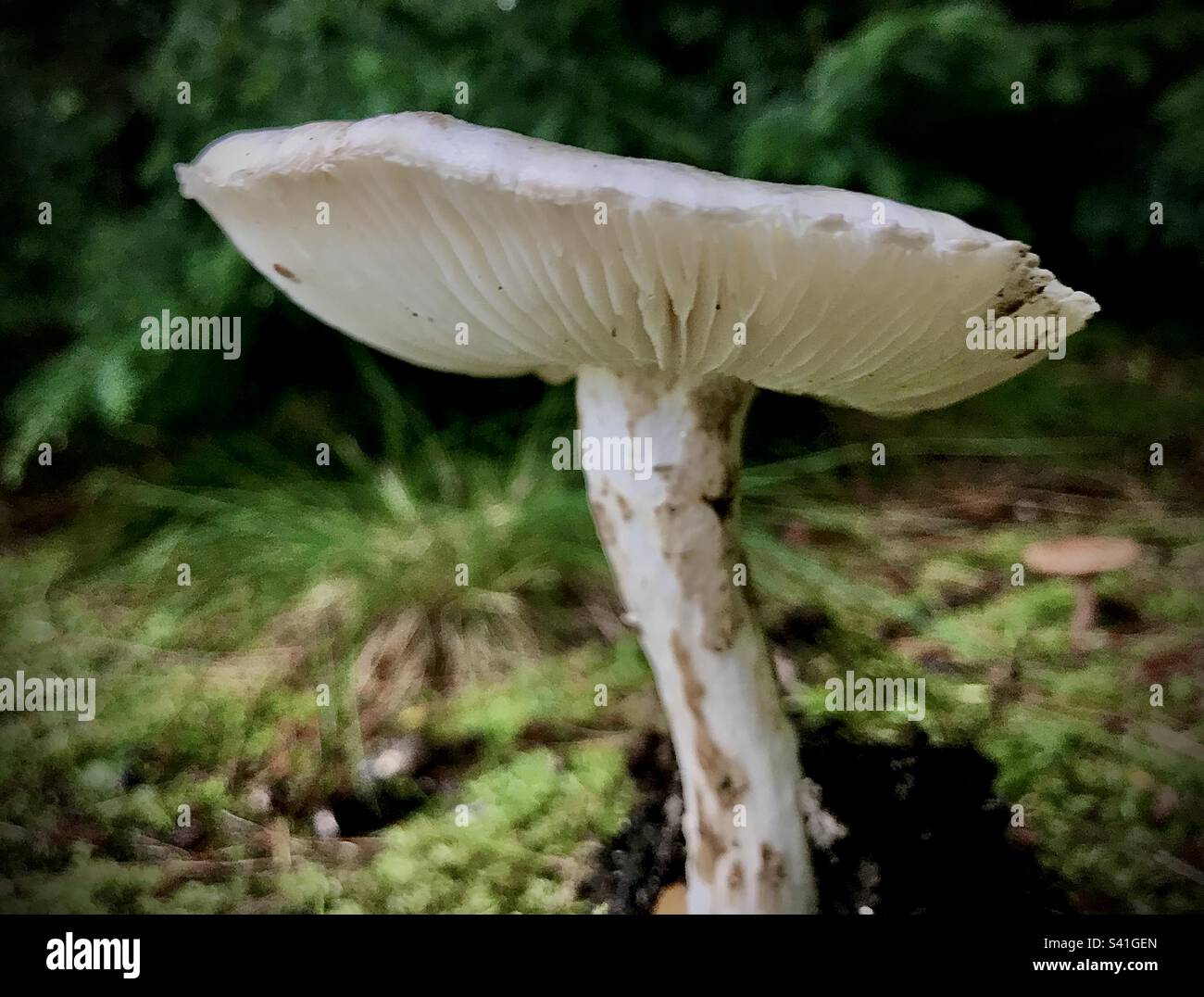 Destroying Angel poisonous mushroom - Smartphone Captured Stock Image