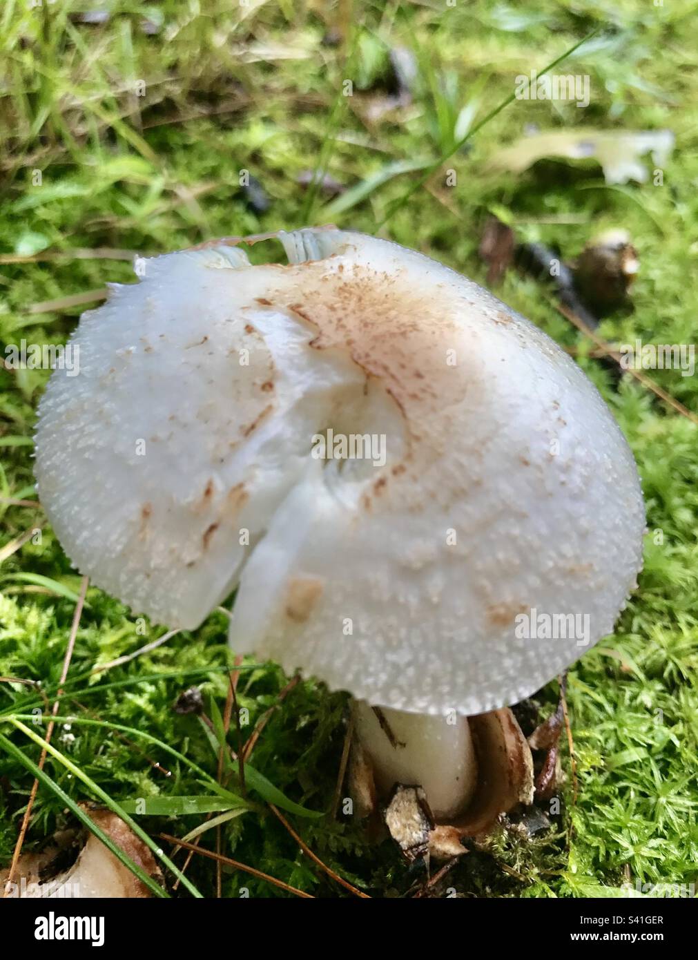 Top view of Destroying Angel mushroom - Smartphone Captured Stock Image