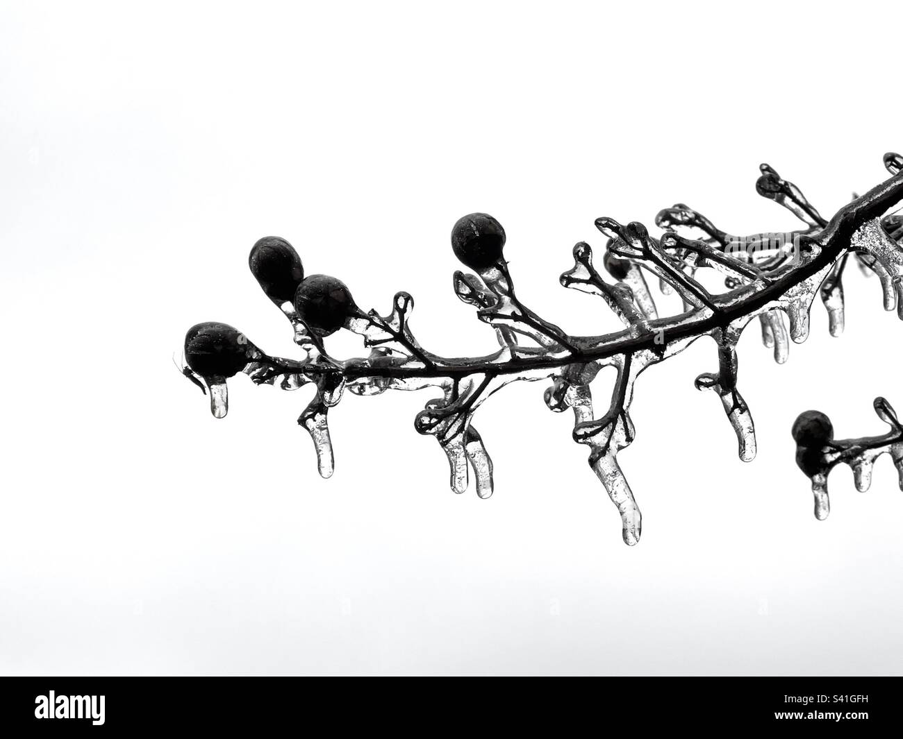 Branch of a tree with berries covered in thick ice after extreme winter weather. No people. Stock Photo