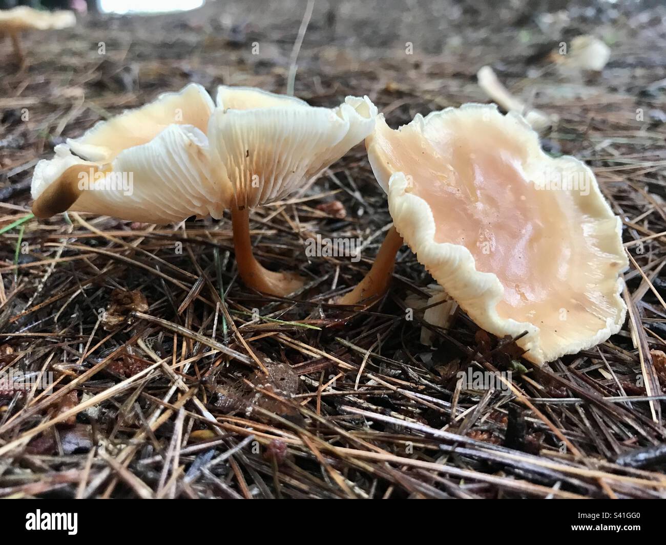Meadow wax cap - Smartphone Captured Stock Image