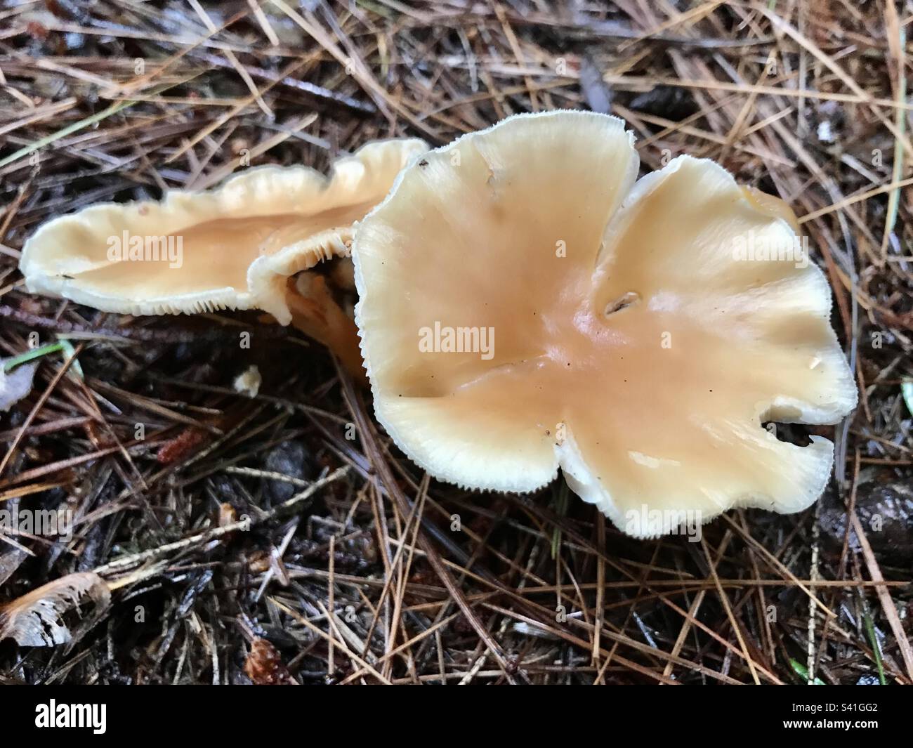 Meadow wax cap mushroom - Smartphone Captured Stock Image