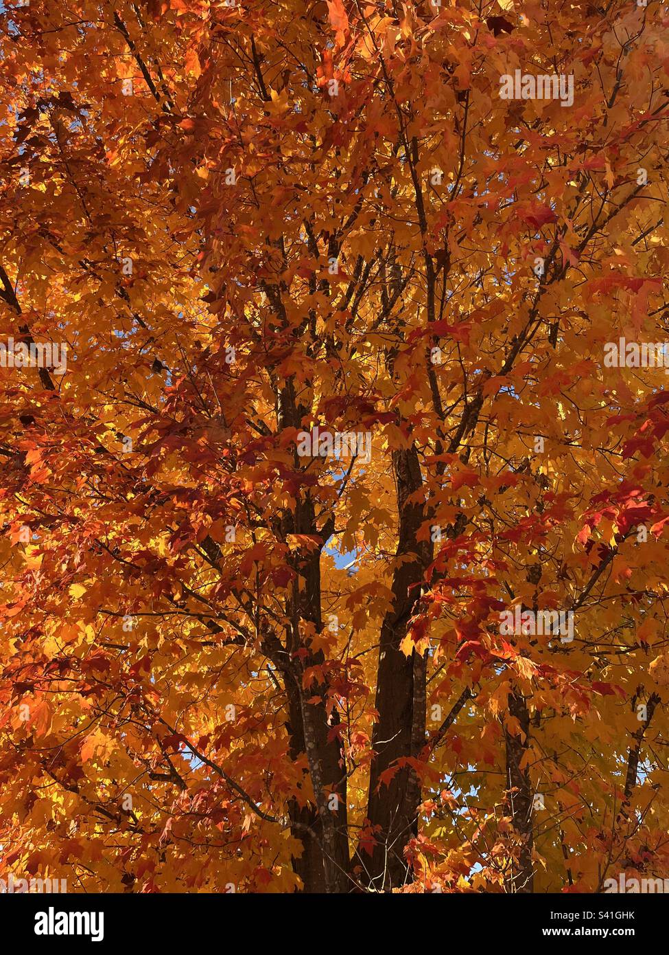Bright Orange Maple Tree Leaves Stock Photo Alamy
