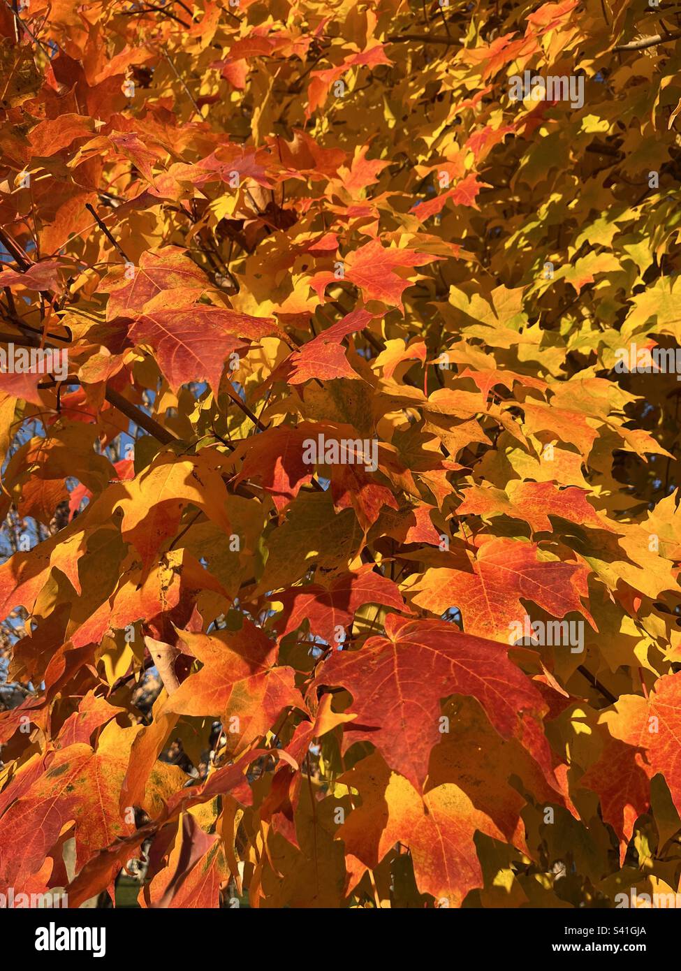 Close up bright orange maple leaves - Smartphone Captured Stock Image