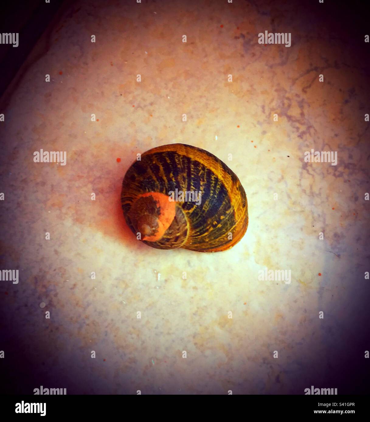 Molluscs snails hires stock photography and images Alamy