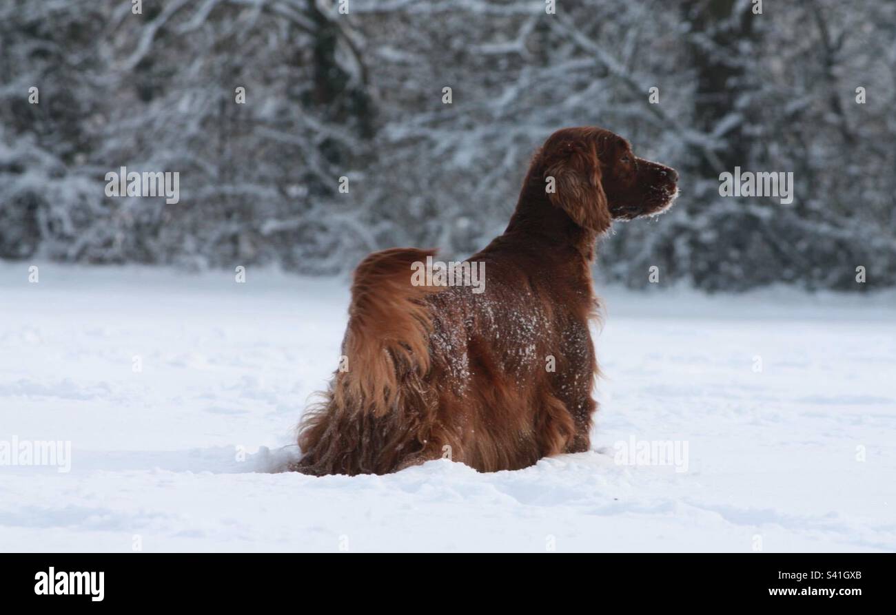 Irish Setter dog in the snow . Stock Photo