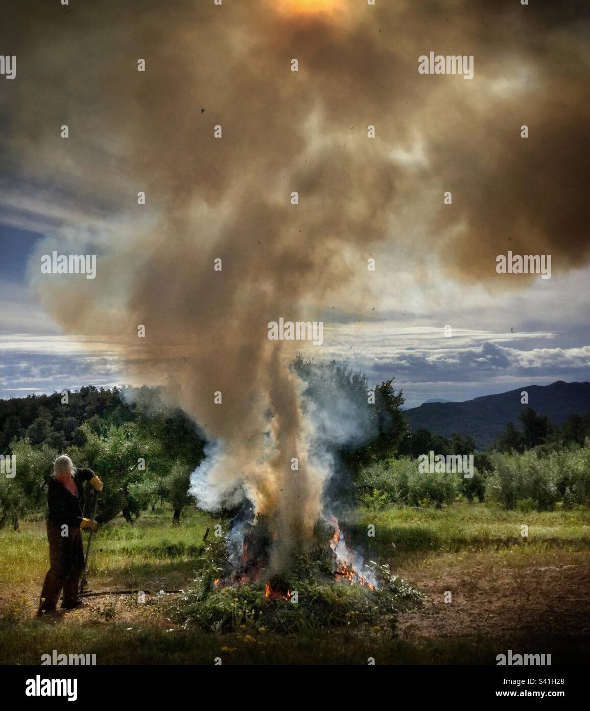 Burning olive prunings, Catalunya, Spain. Stock Photo