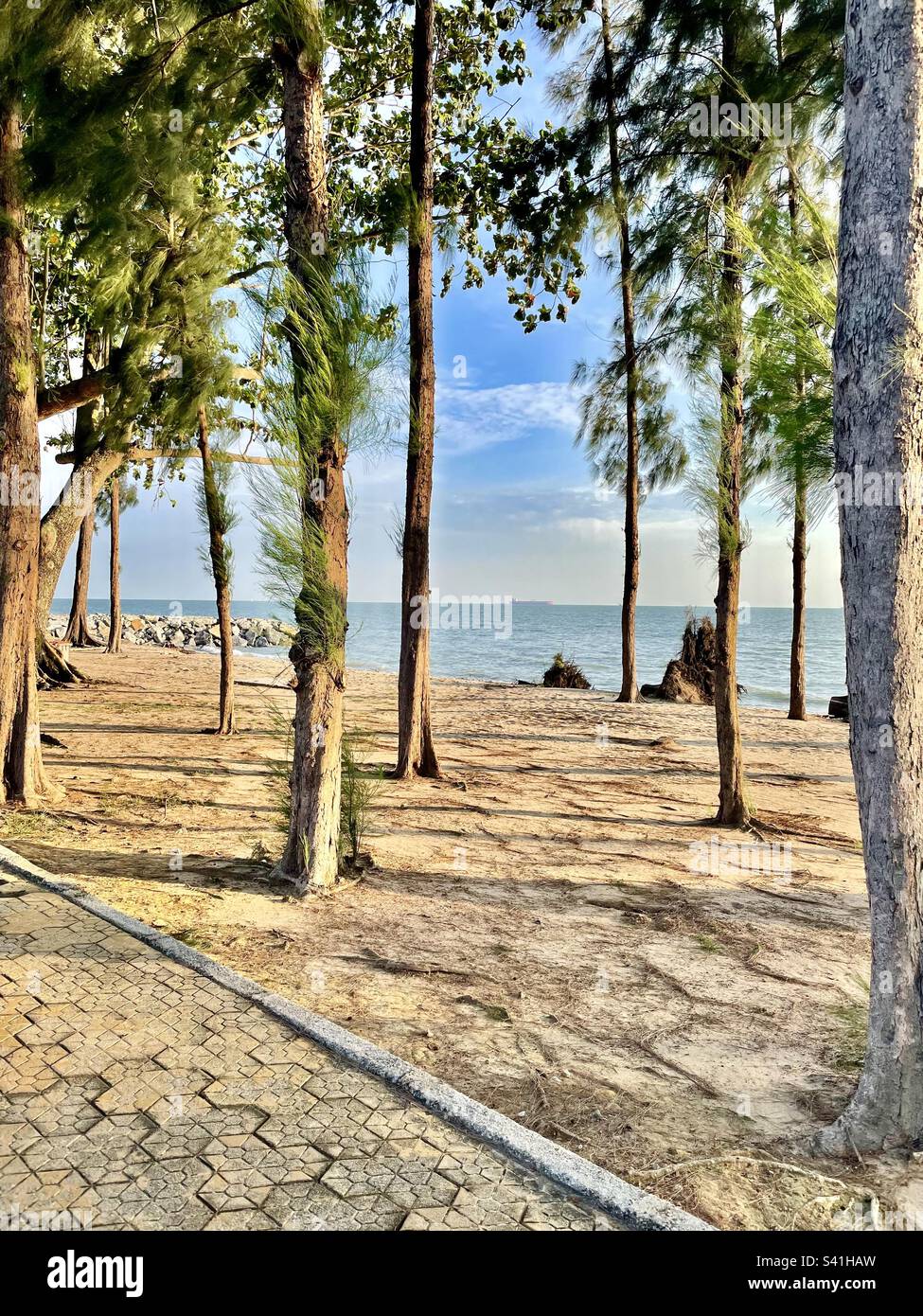 Beautiful beach view with trees and ocean background in the evening