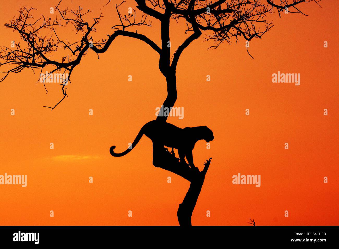 Cat silhouette hi-res stock photography and images - Alamy