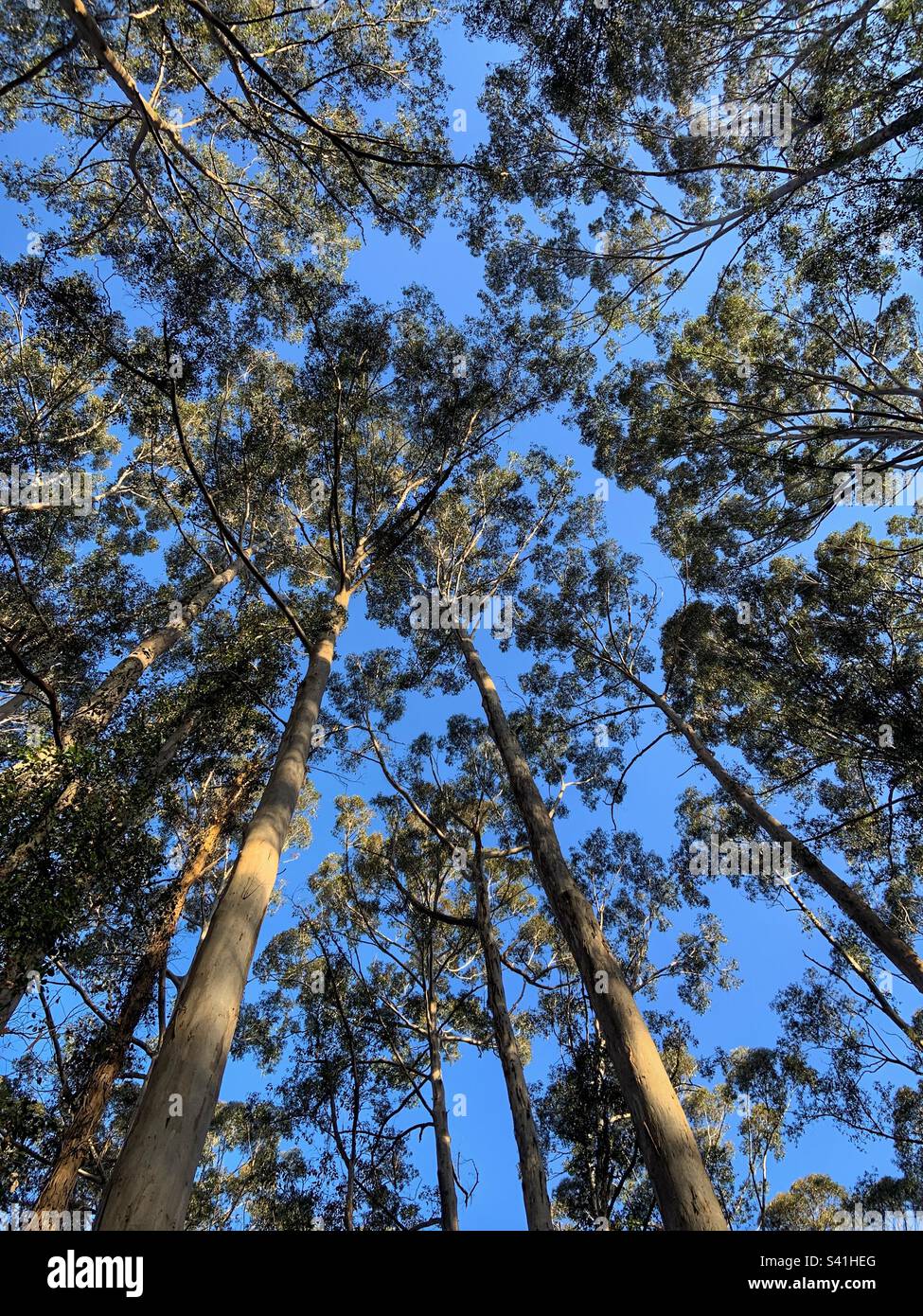 Looking Up at Blue Sky from Beneath the Giant Tingle Trees - Smartphone Captured Stock Image