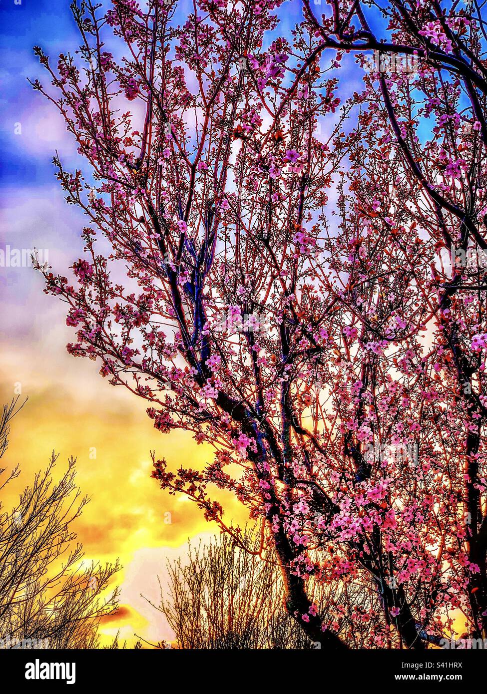 Japanese Early Cherry blossoms in sunrise (darker) Stock Photo