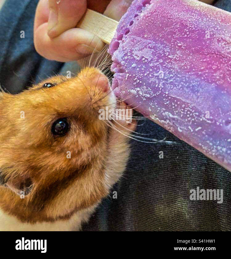 Hamster eating an ice lolly Stock Photo Alamy