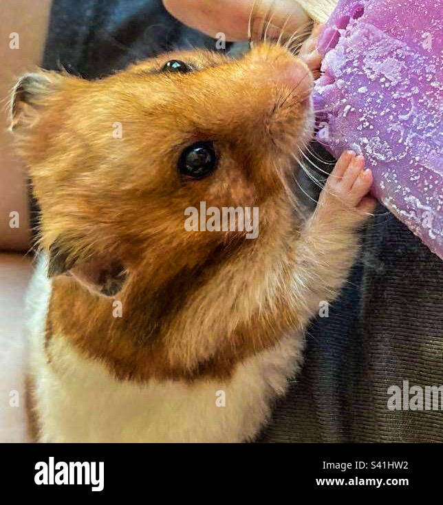 Hamster eating an ice lolly Stock Photo Alamy