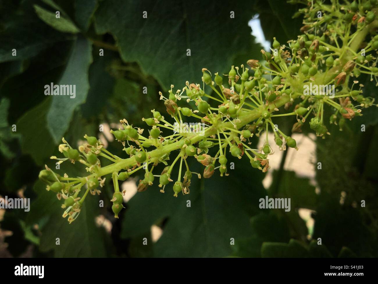 Syrah grapevine in fruit set, Catalunya, Spain. Stock Photo