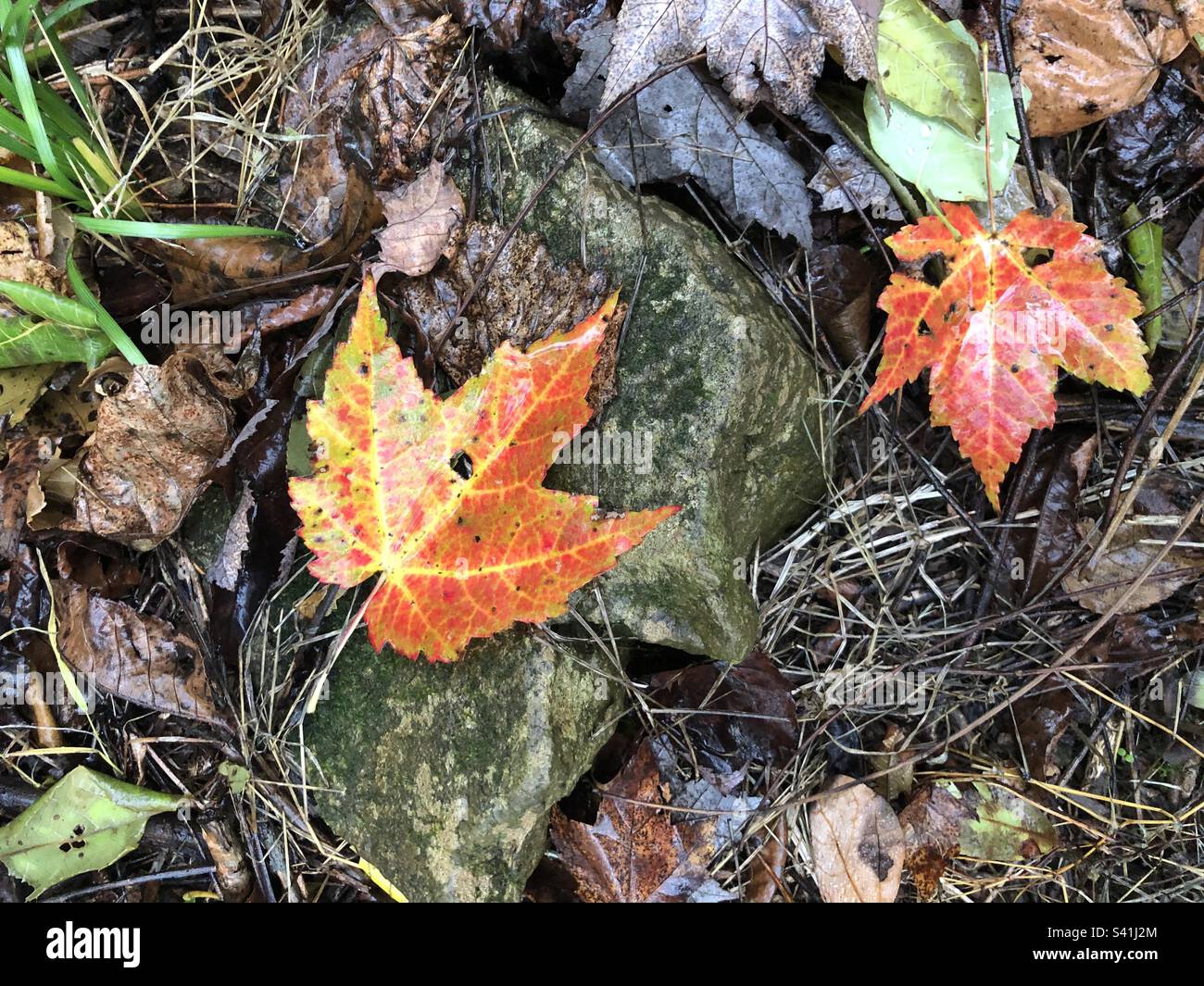 Colorful fall leaves on forest floor. Stock Photo