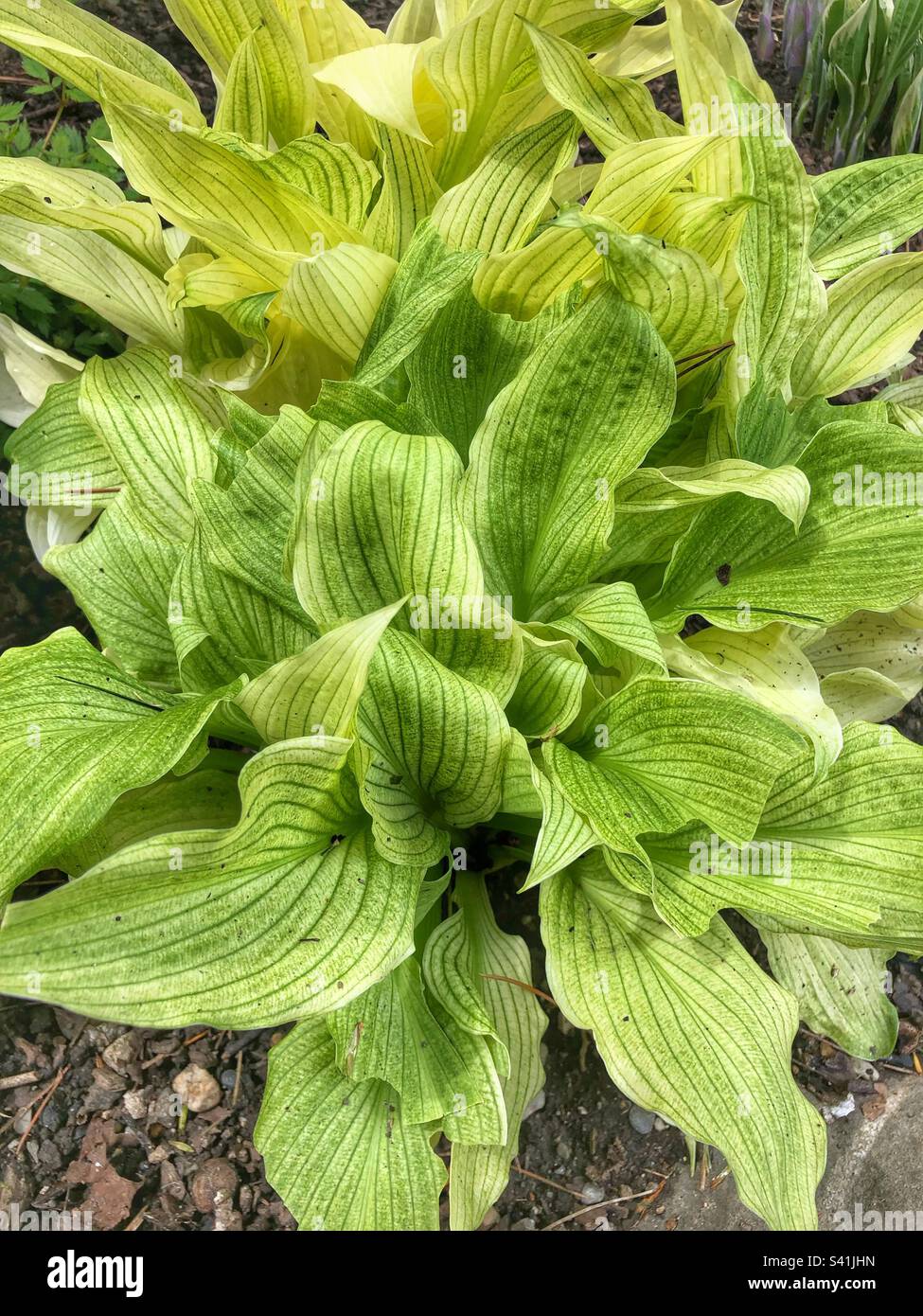 Hosta - white Feather - Asparagaceae - From botanical garden in Geneva Stock Photo