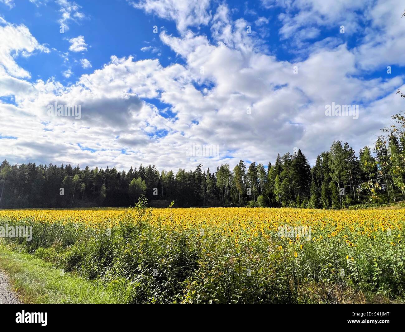 Field of bright yellow sunflowers grown for free public pick up for people joy with treeline on the background under the bright blue sky with white clouds - Smartphone Captured Stock Image