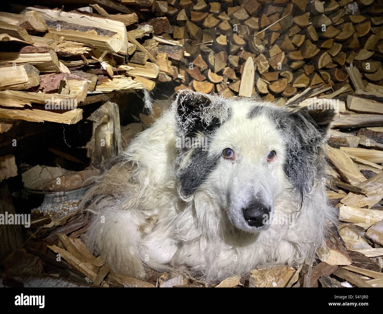 A white dog of the Yakut Laika breed lies all in frost in the frost in the firewood at night. Stock Photo