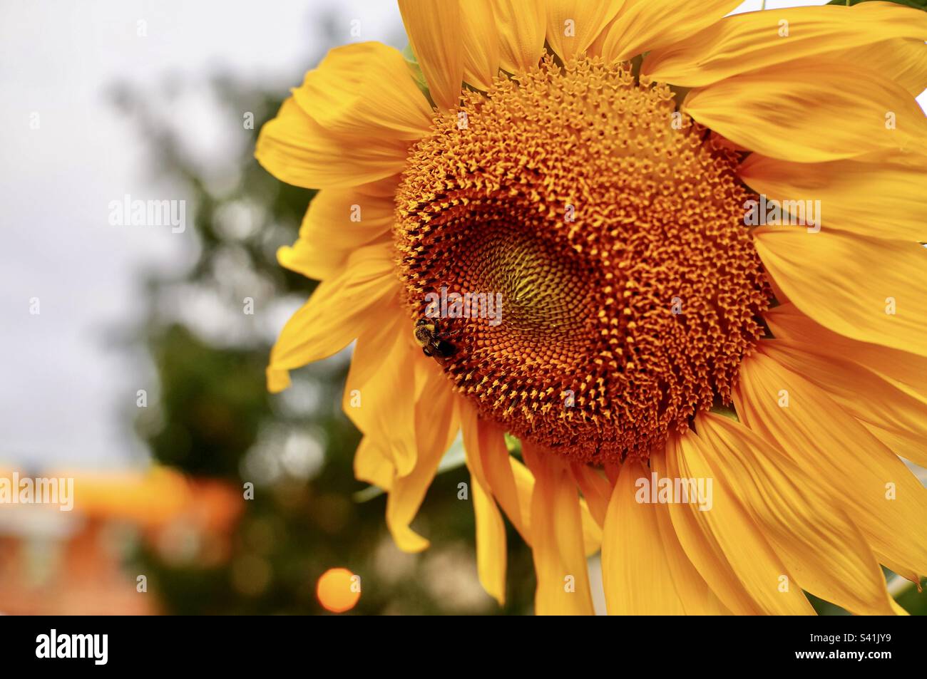A large sunflower hosting an Eastern bumblebee . Stock Photo
