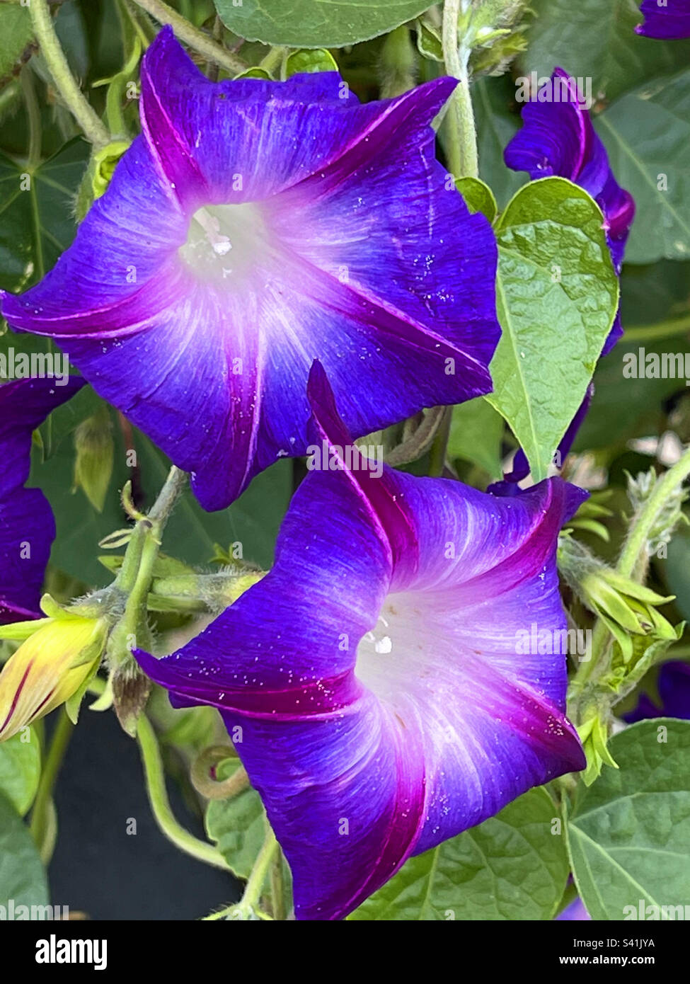 Violet Petunia flowers. - Smartphone Captured Stock Image