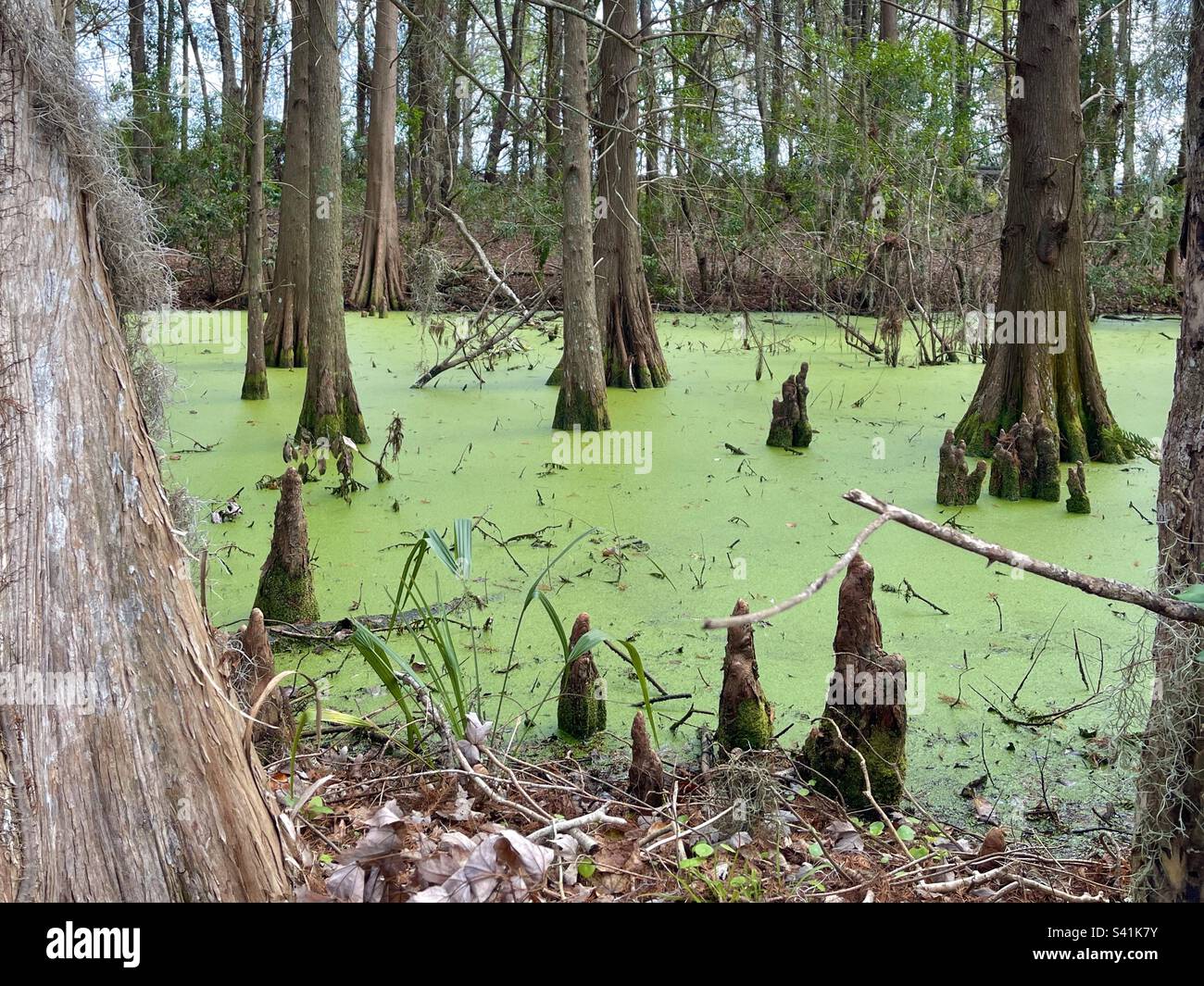 Green pond Stock Photo