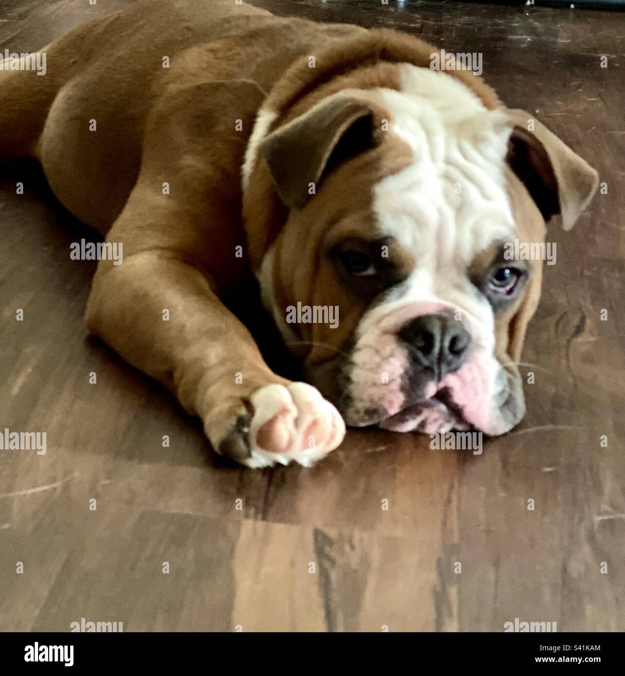English bulldog puppy Stock Photo Alamy