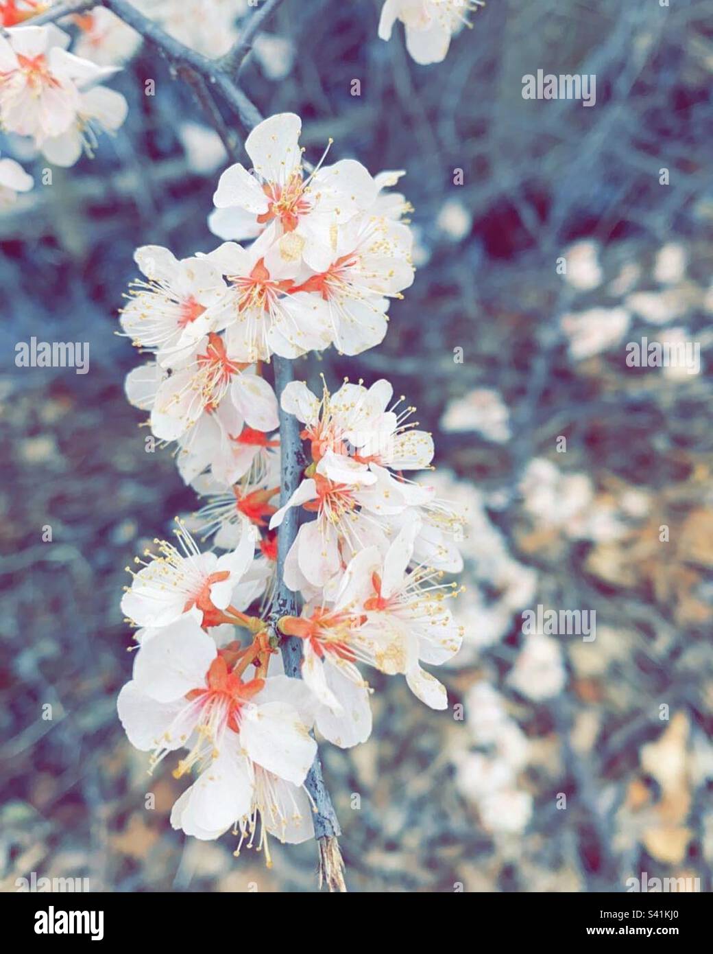 Taken along a greenway in southern Ontario Canada. A tree covered with